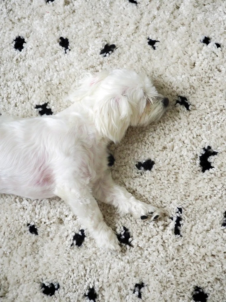 Dywany Łuszczów, Behúň Berber Syla B752 dots cream, 60x200, biela, kuchyňa