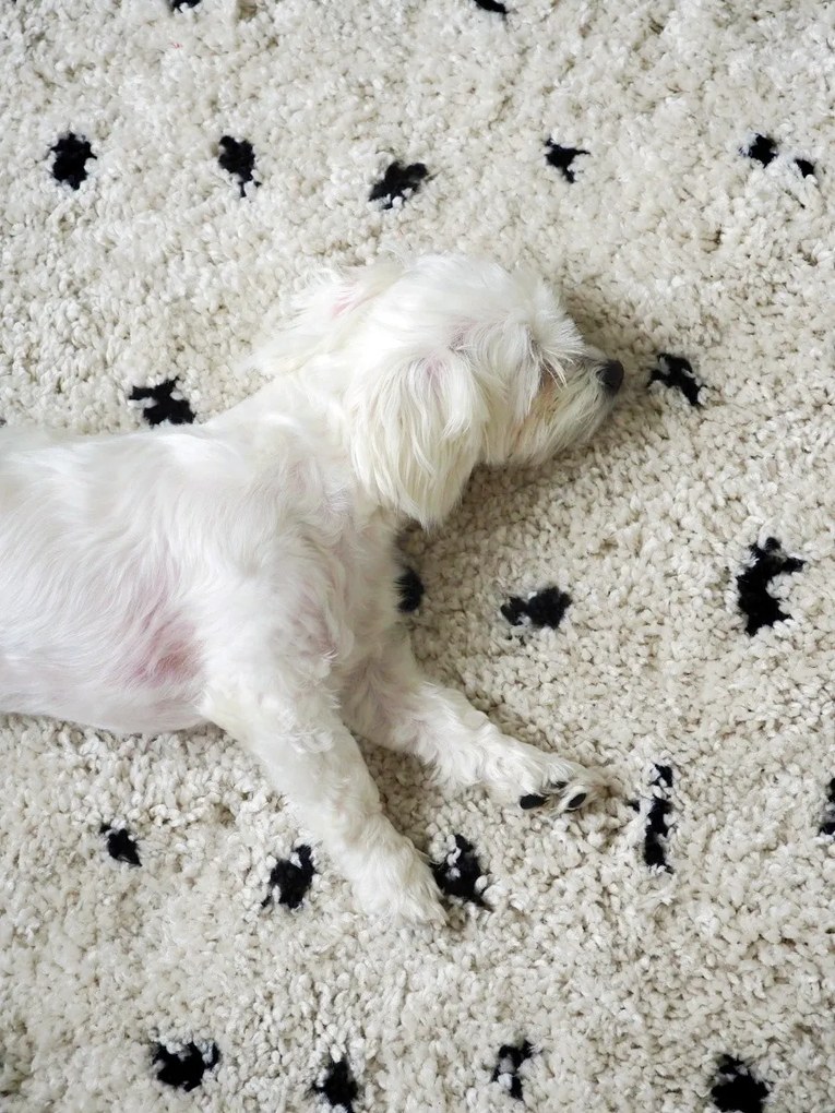Dywany Łuszczów, Koberec behúň Berber Syla B752 dots cream, 80x250, biela, kuchyňa
