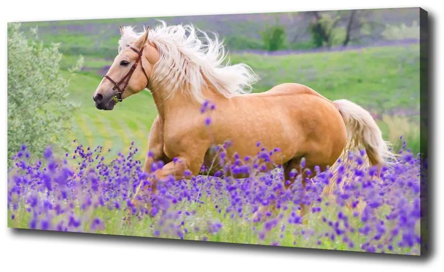 Foto obraz na plátne Kôň na poli levandule pl-oc-100x50-f-84450910