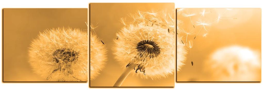 Obraz na plátne - Púpava v rannom slnku - panoráma 5214FD (150x50 cm)
