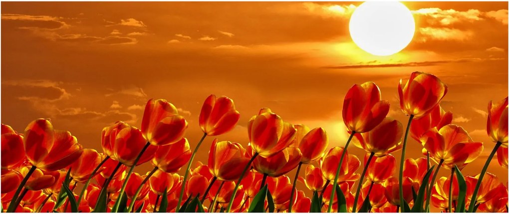 Obraz rozkvitnutého lánu s tulipánmi (120x50 cm)