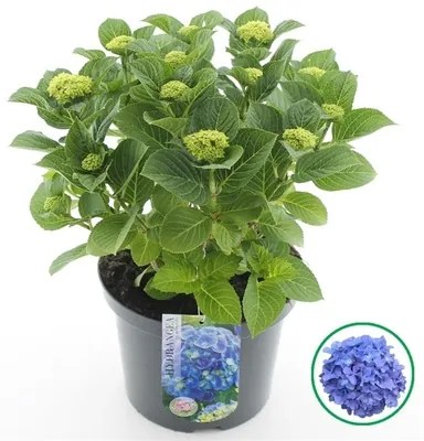 Hortenzia Hydrangea macrophylla 'Early Blue' modrá 22x45 cm