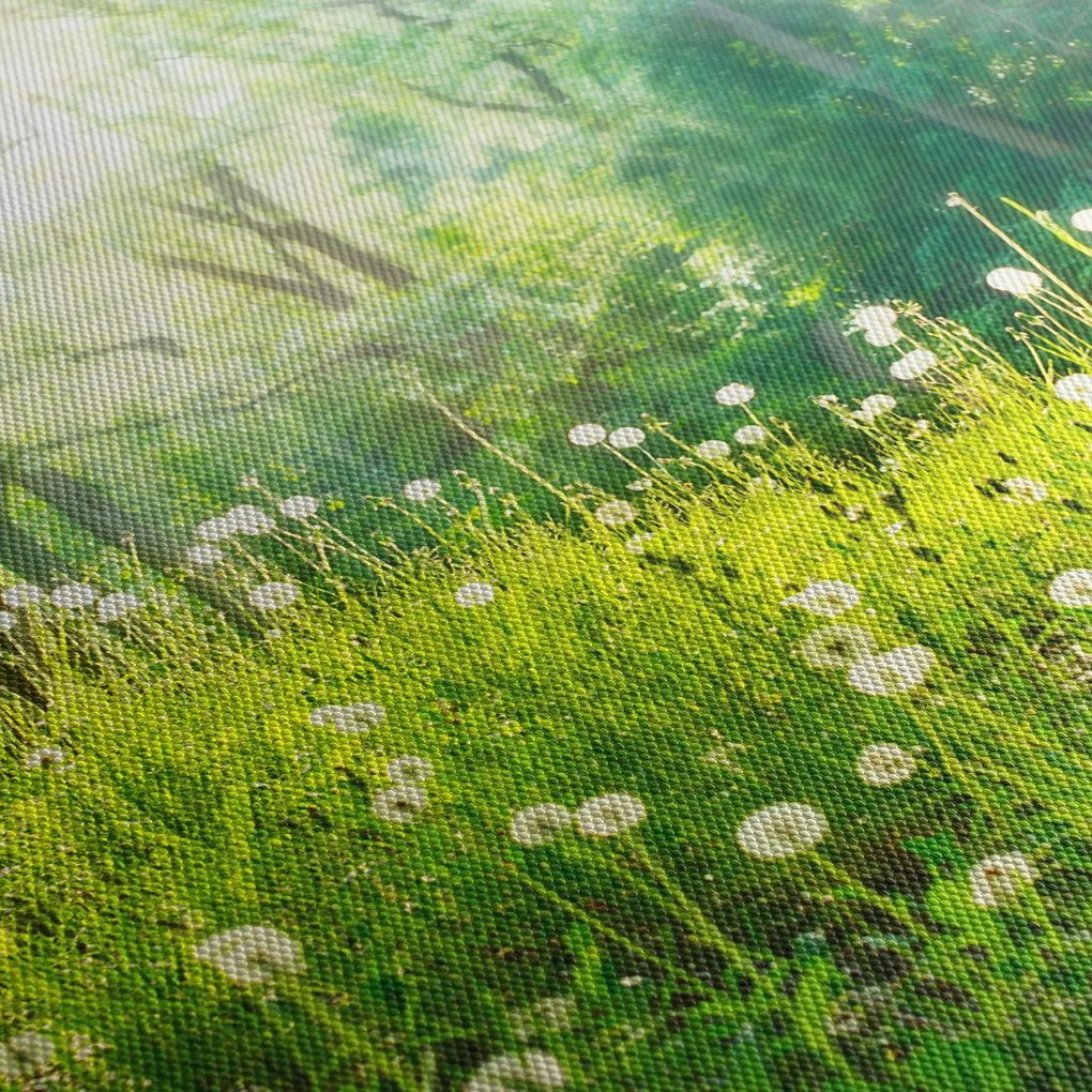Obraz - Magická lúka plná púpav (120x50 cm)