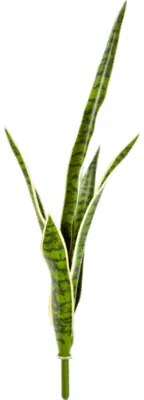 Sansevieria Green-yellow