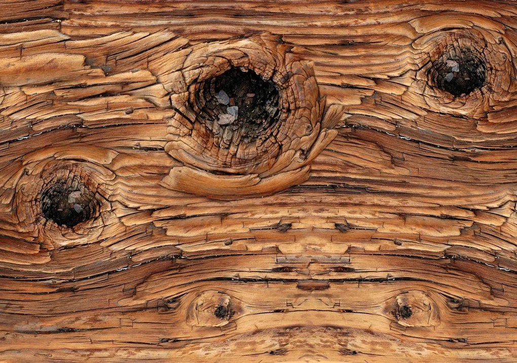 Fototapeta - Detail dreva (254x184 cm)