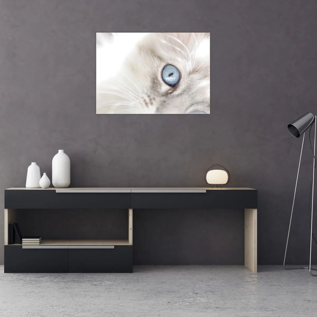 Obraz - Mačka s modrými očami (70x50 cm)