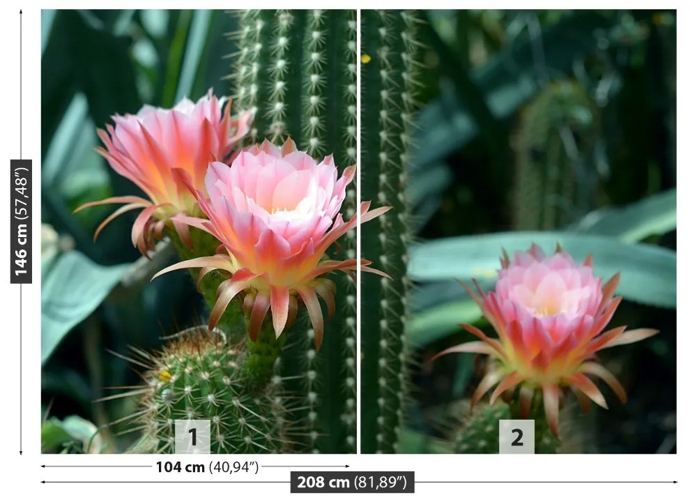 Fototapeta Vliesová Kaktusový kvet 104x70 cm