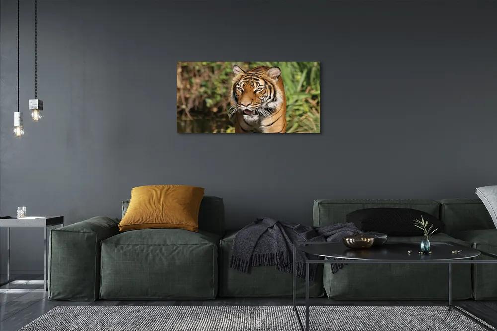 Obraz na plátne Tiger Woods 100x50 cm