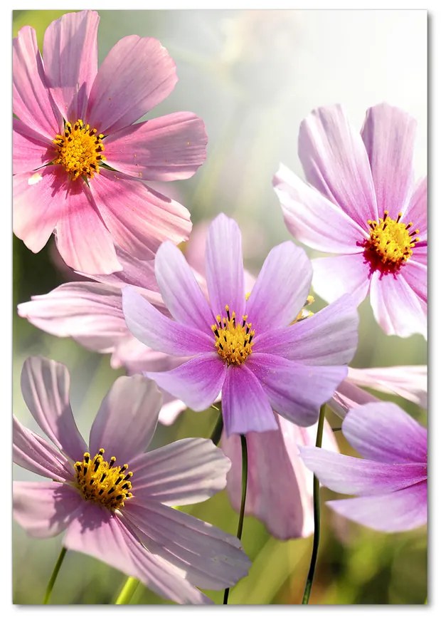 Moderný akrylový fotoobraz Poľné kvety pl-oa-70x100-f-50039707