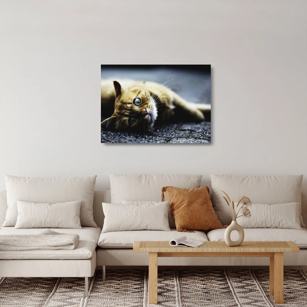 Sklenený obraz mačiatka (70x50 cm)