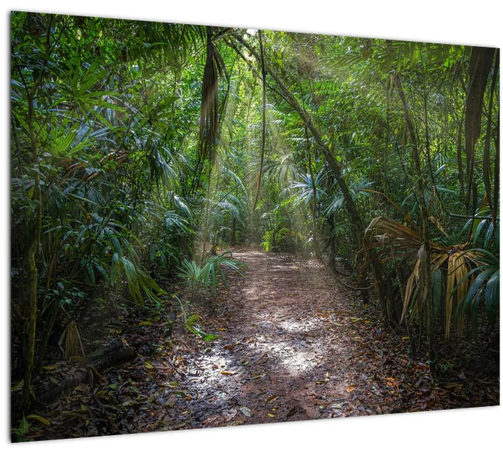 Obraz - Slnečné lúče v džungli (70x50 cm)