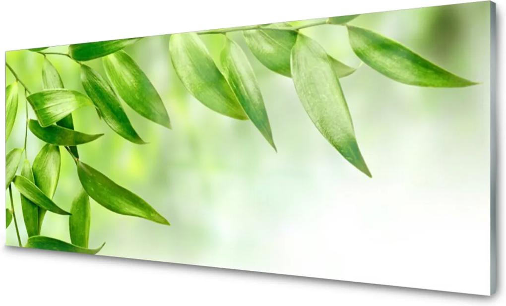 Obraz plexi Zelené Listy Príroda