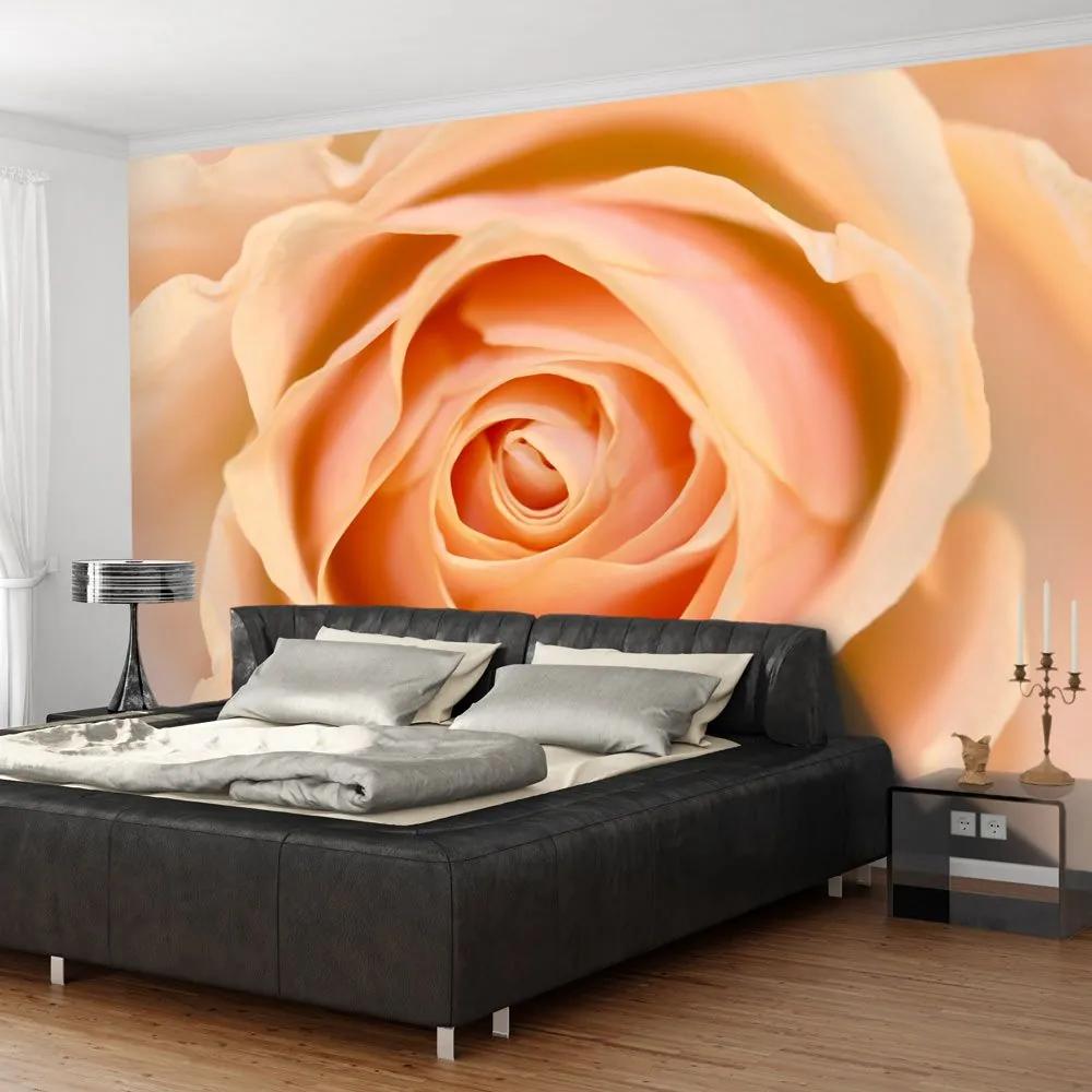 Fototapeta - Peach-colored rose 200x154