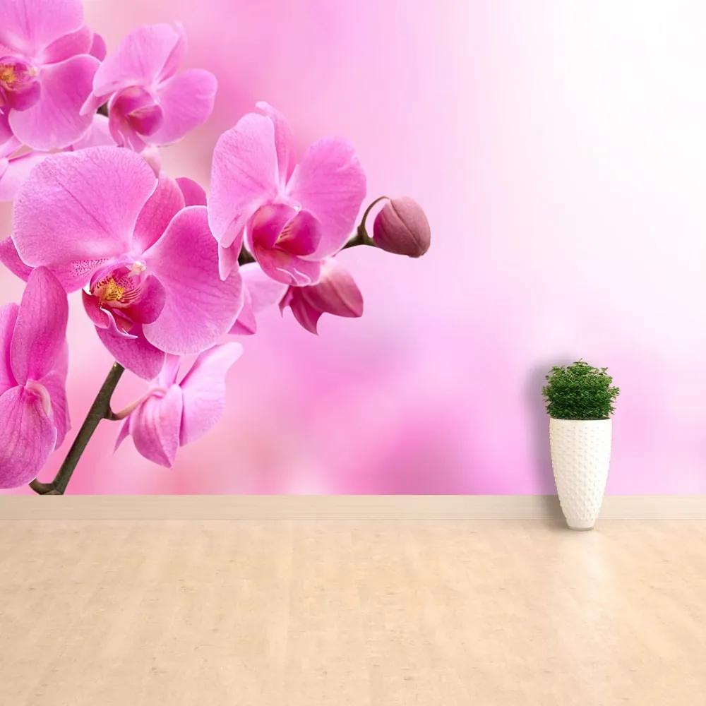 Fototapeta Vliesová Ružová orchidea 250x104 cm
