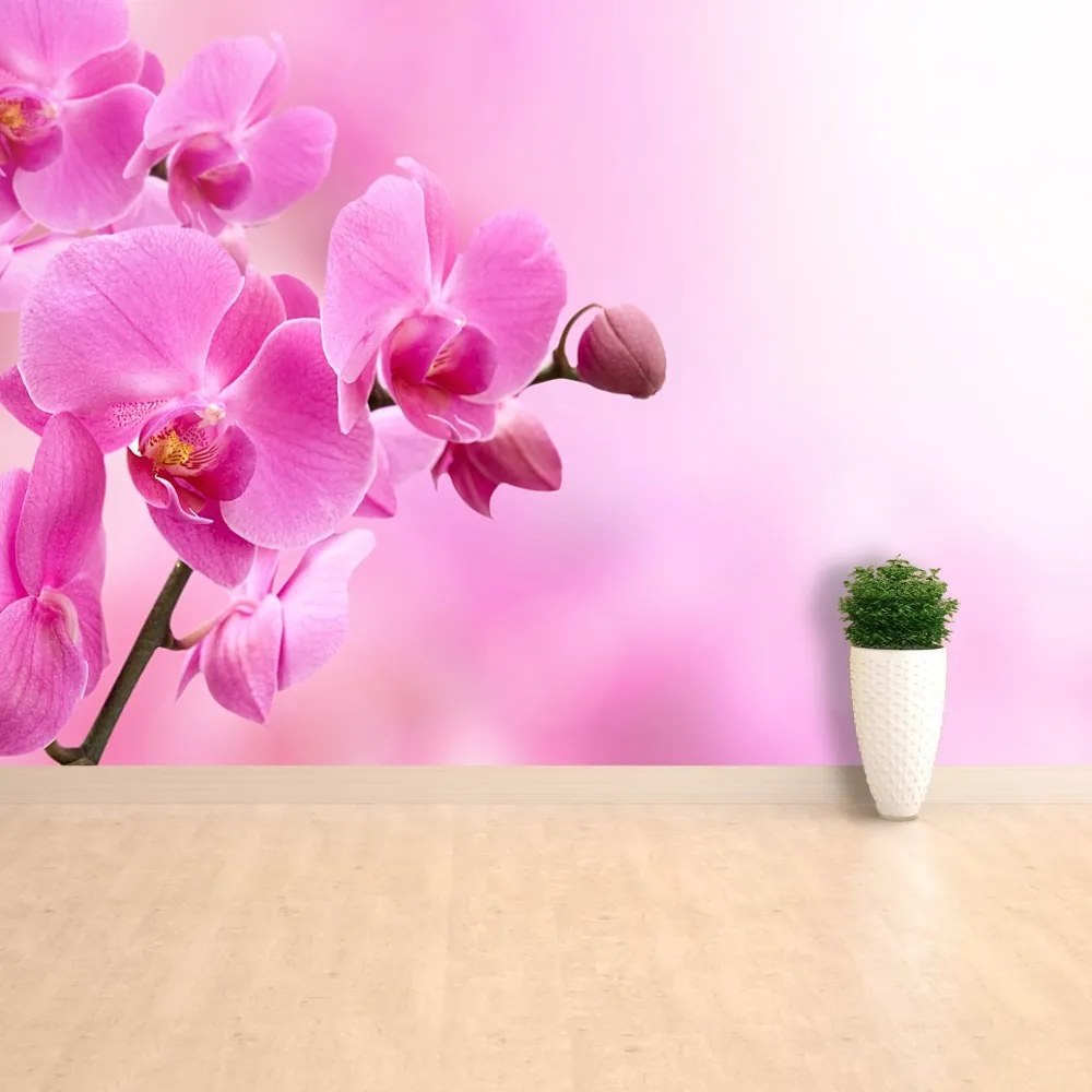 Fototapeta Vliesová Ružová orchidea 416x254 cm