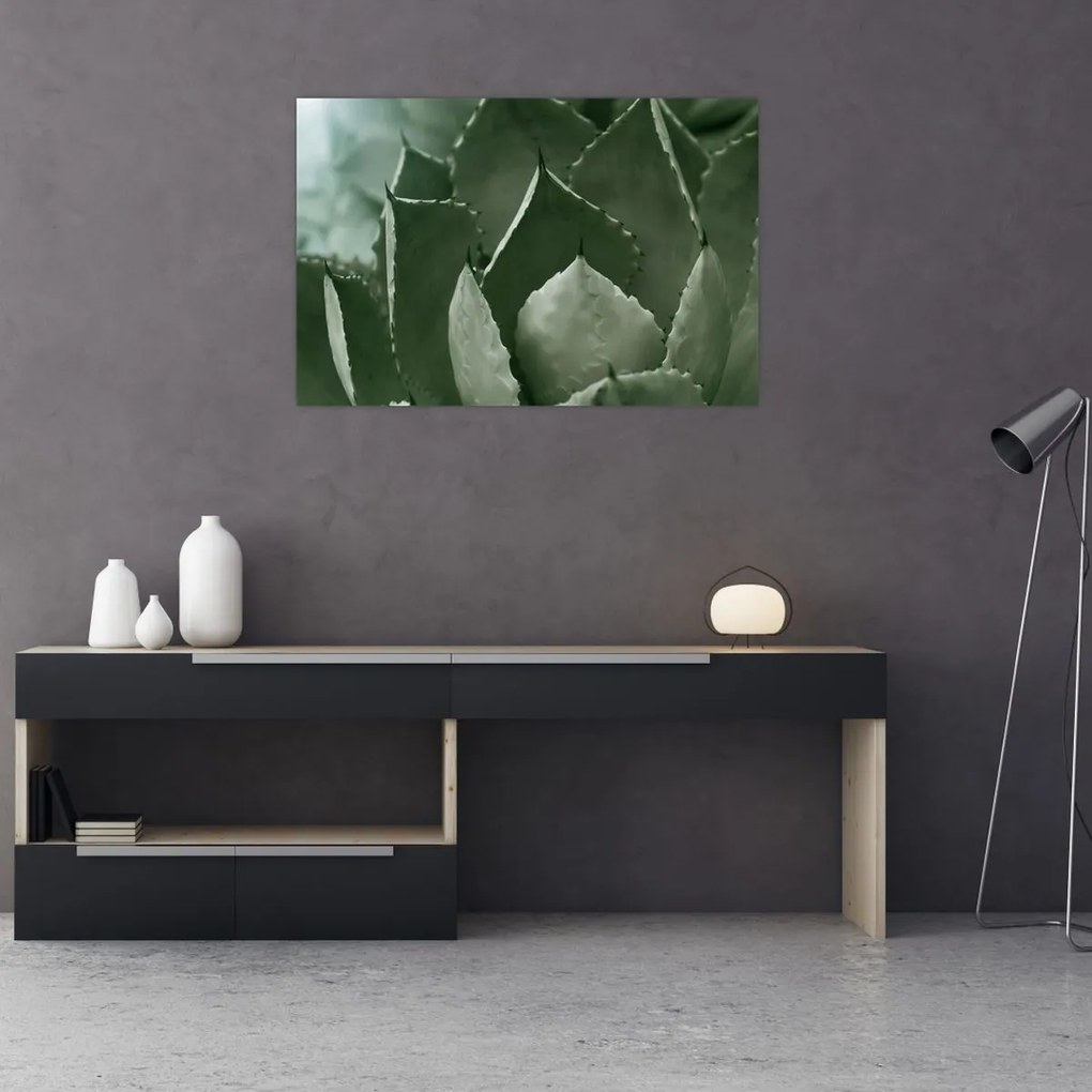 Obraz - Zelená agáve (90x60 cm)