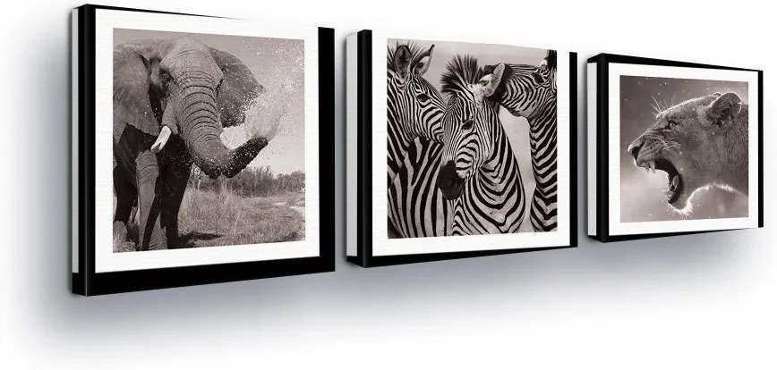 GLIX Obraz na plátne - Black and White, Animal Trio II 3 x 25x25 cm
