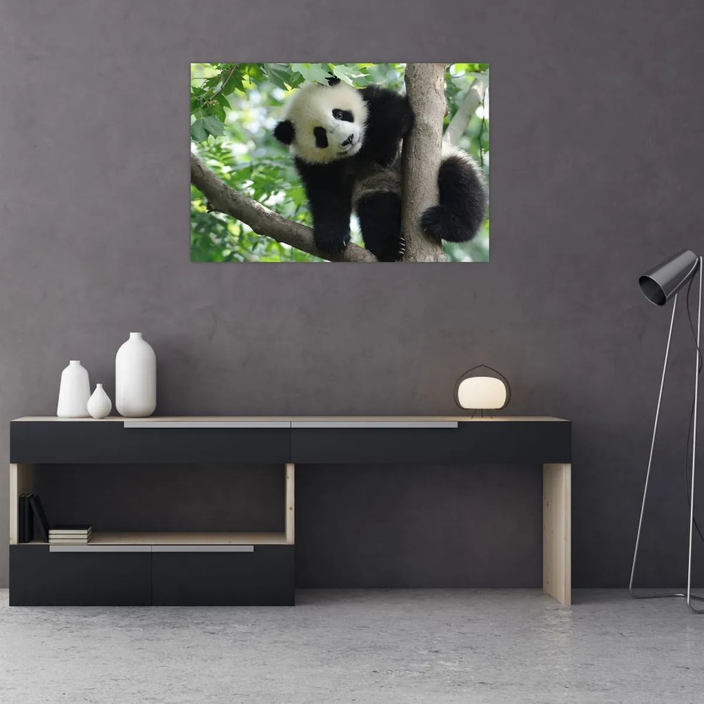 Obraz - Panda na strome (90x60 cm)