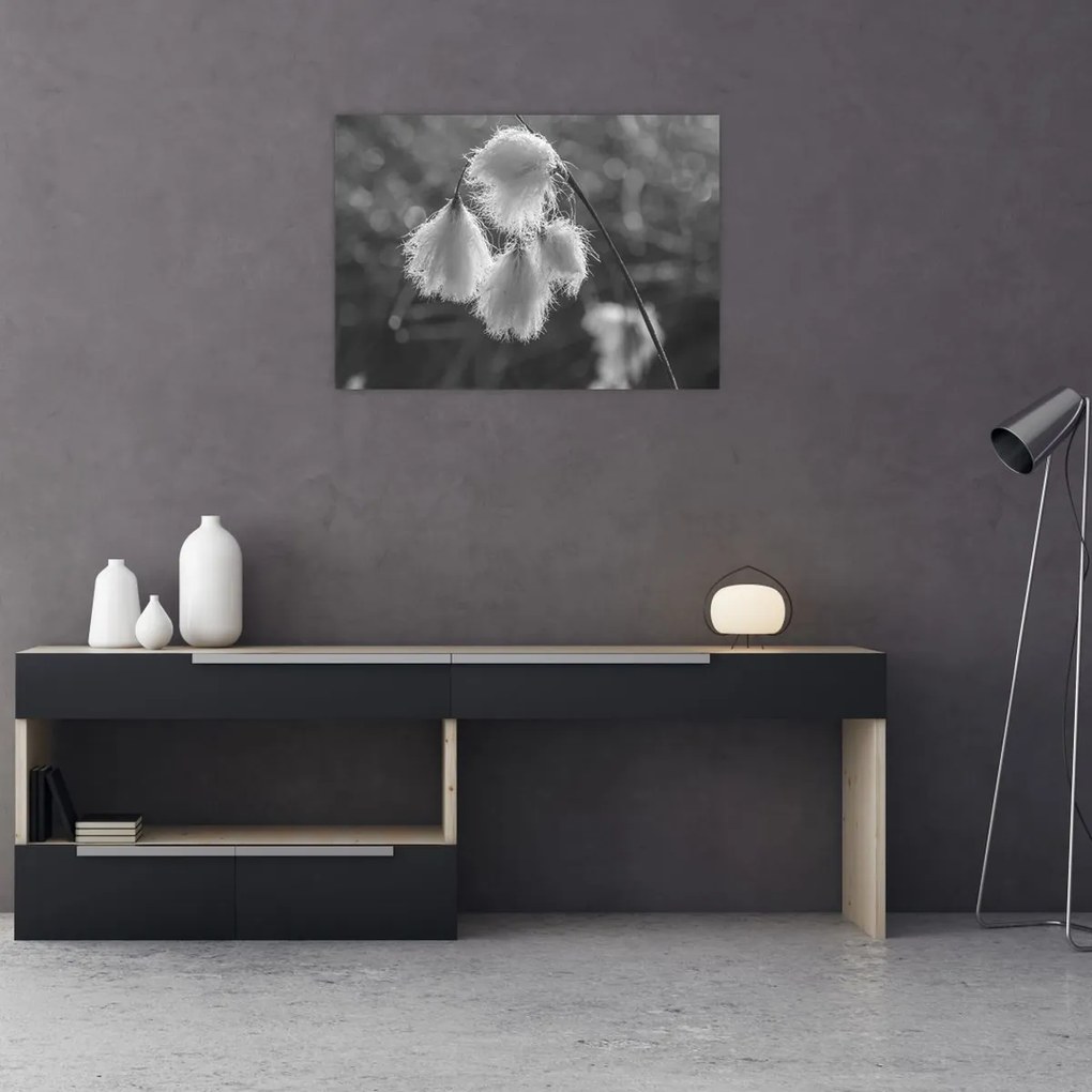 Sklenený obraz - Cottongrass (70x50 cm)