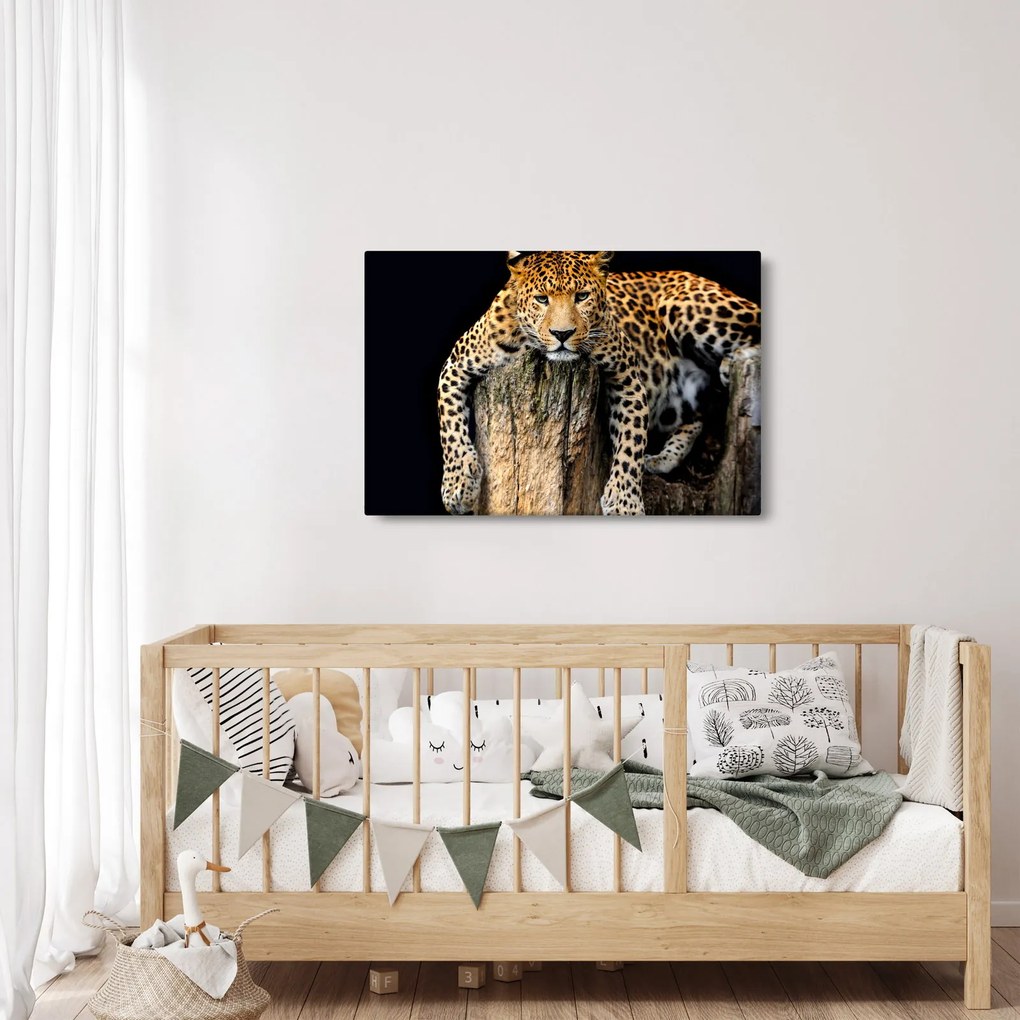Obraz - Gepard (90x60 cm)