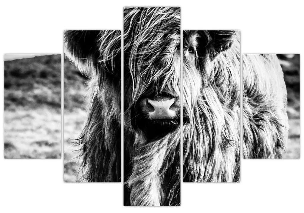 Obraz - Highland - Škótska krava (150x105 cm)