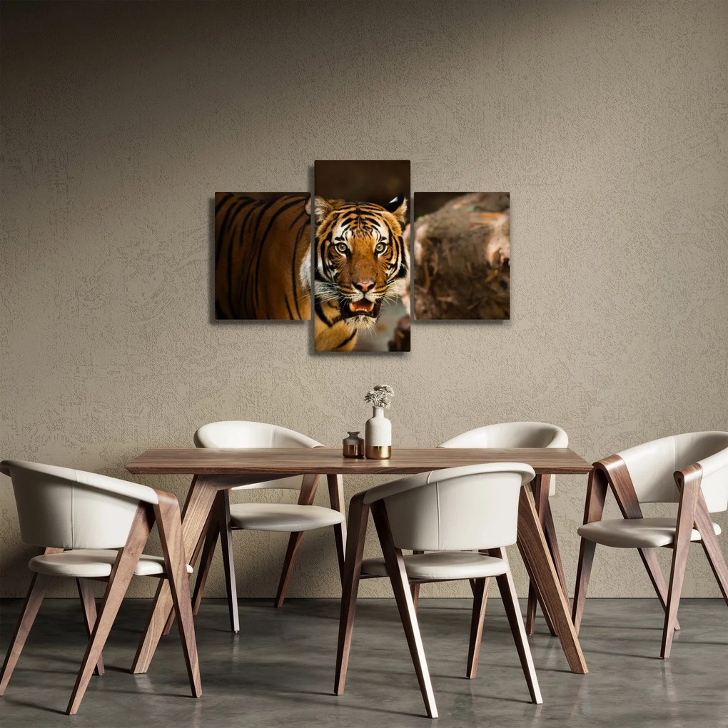 Obraz tigra (90x60 cm)
