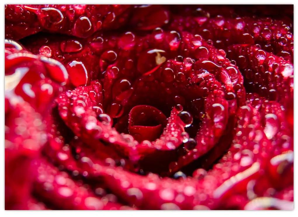 Sklenený obraz kvetu červenej ruže (70x50 cm)