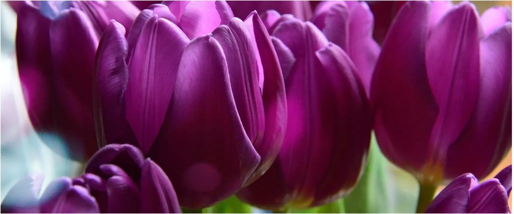 Obraz tulipánov (120x50 cm)