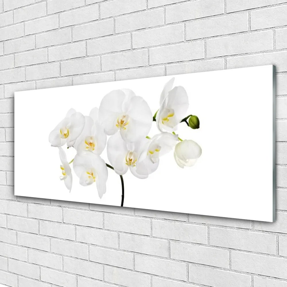 Obraz plexi Biela orchidea kvety 125x50 cm