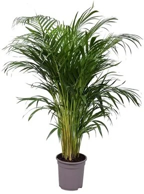 Dypsis (Areca) lutescens 21x100 cm