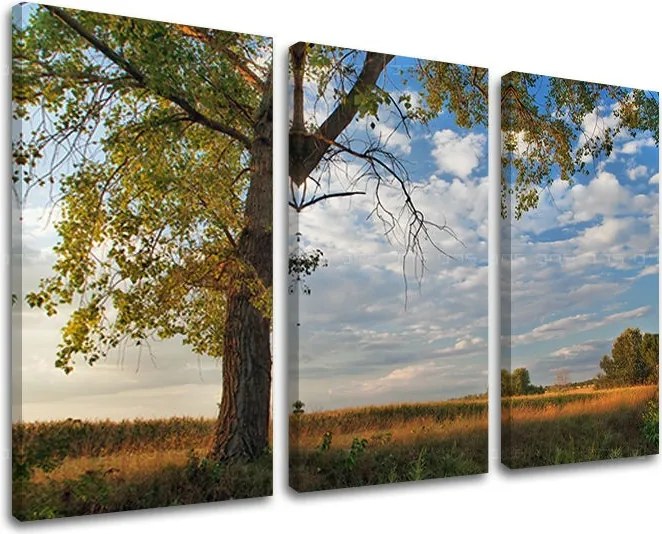 Obraz na stenu 3 dielny STROMY ST016E30