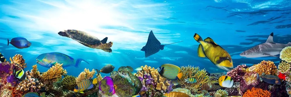 Obraz koralový útes s rybkami a korytnačkami Varianta: 120x40