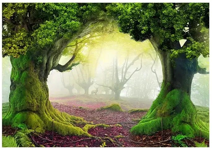 Fototapeta - Enchanted forest Veľkosť: 150x105, Verzia: Standard