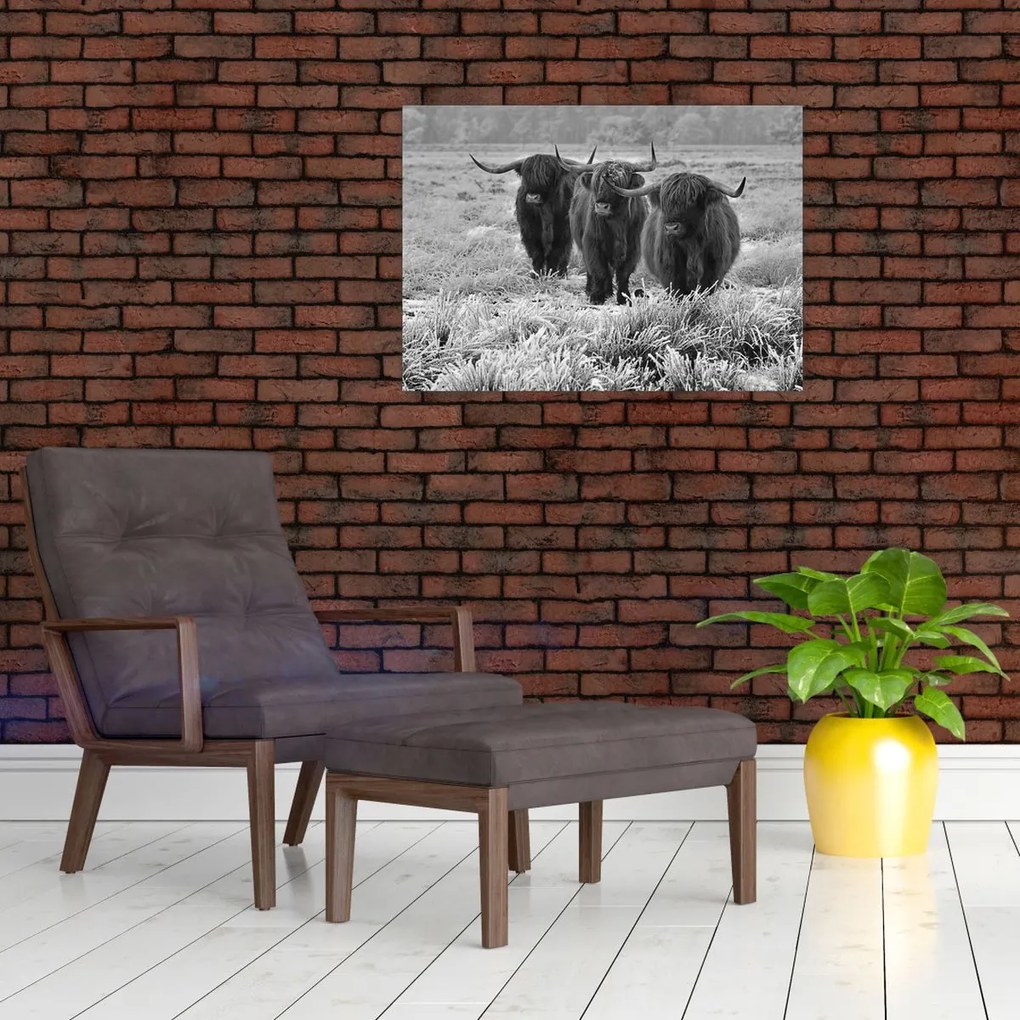 Sklenený obraz - Škótske kravy (70x50 cm)