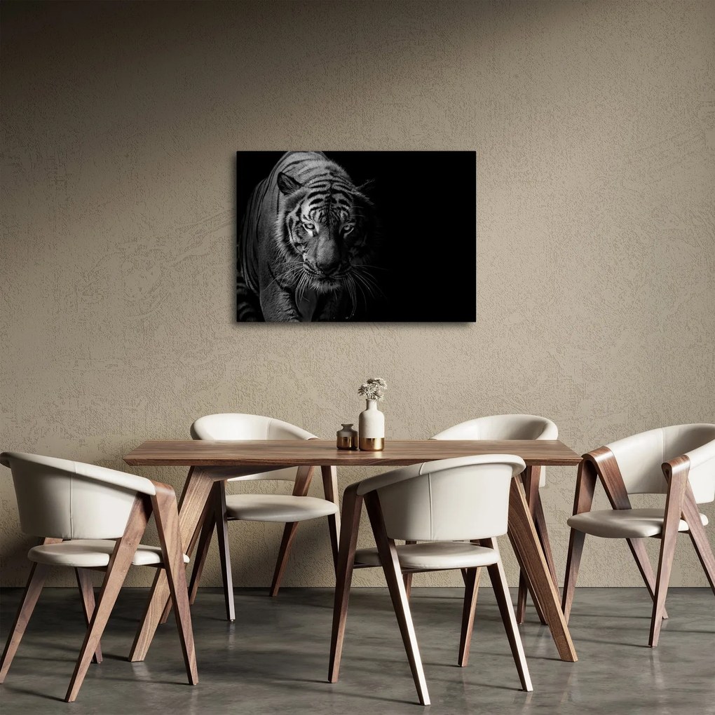 Obraz divokého tigra (70x50 cm)