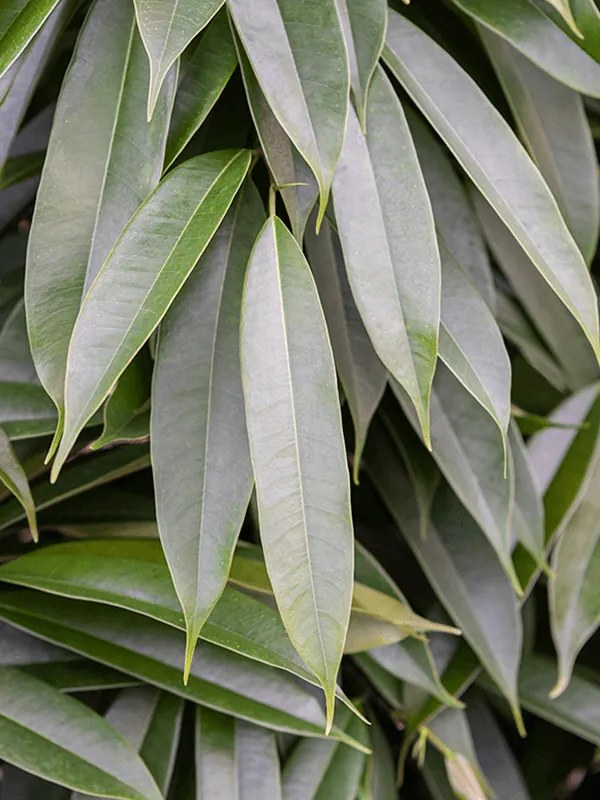 Fikus - Ficus binnendijkii "Amstel King" Stem braided 31x140 cm