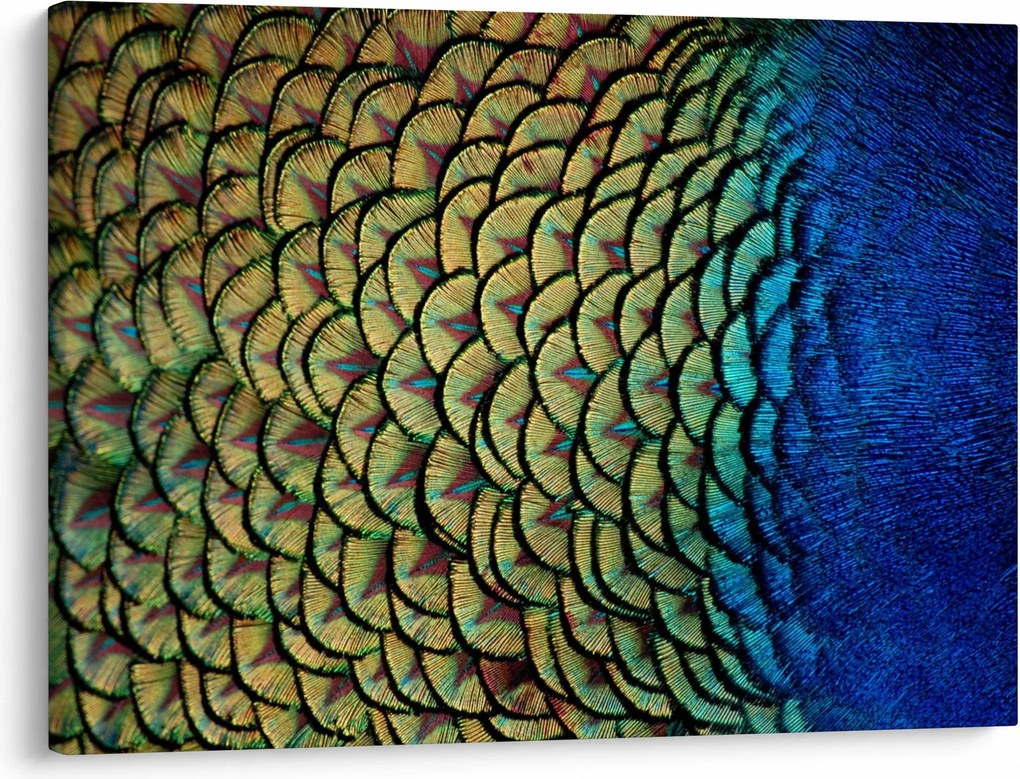 Obraz - Pávie perie (70x50 cm)