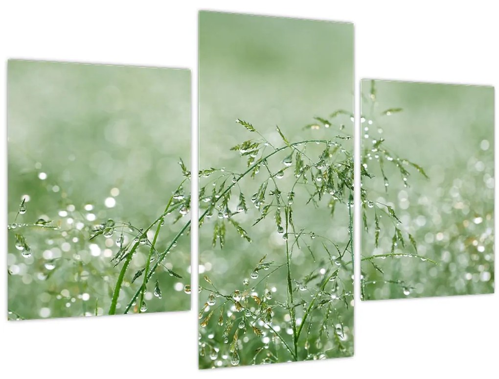 Obraz - Ranná rosa na steblach trávy (90x60 cm)