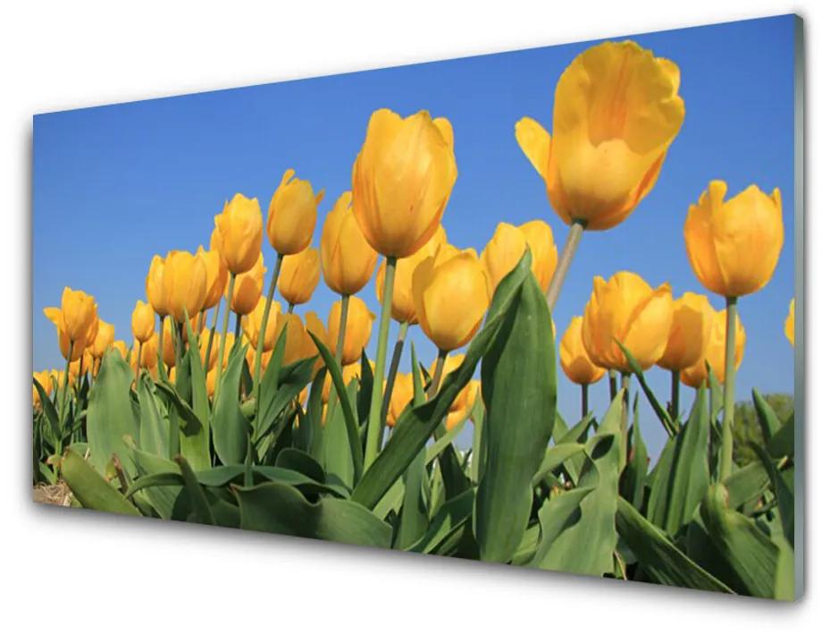 Sklenený obklad Do kuchyne Tulipány kvety rastlina 140x70cm