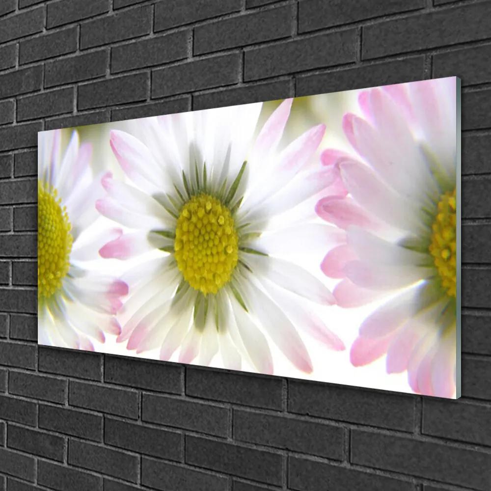 Obraz na skle Sedmokráska rastlina príroda 140x70 cm