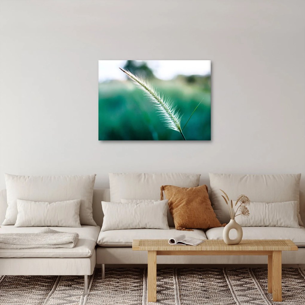 Obraz steblá trávy (70x50 cm)