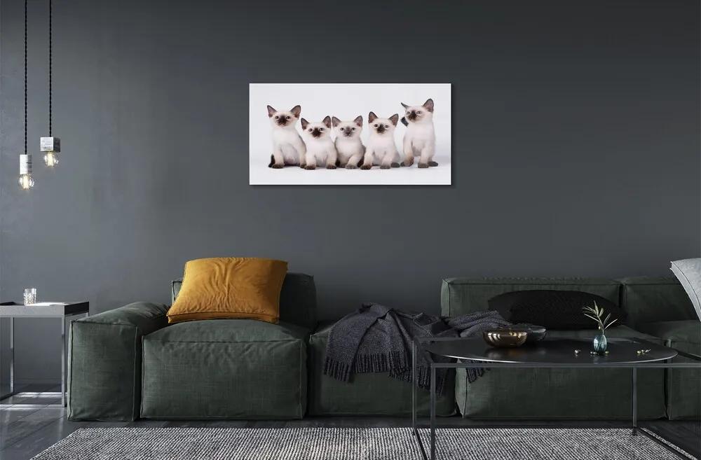 Sklenený obraz malé mačky 140x70 cm