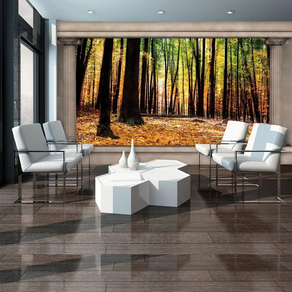 Fototapeta - Jesenný les (152,5x104 cm)