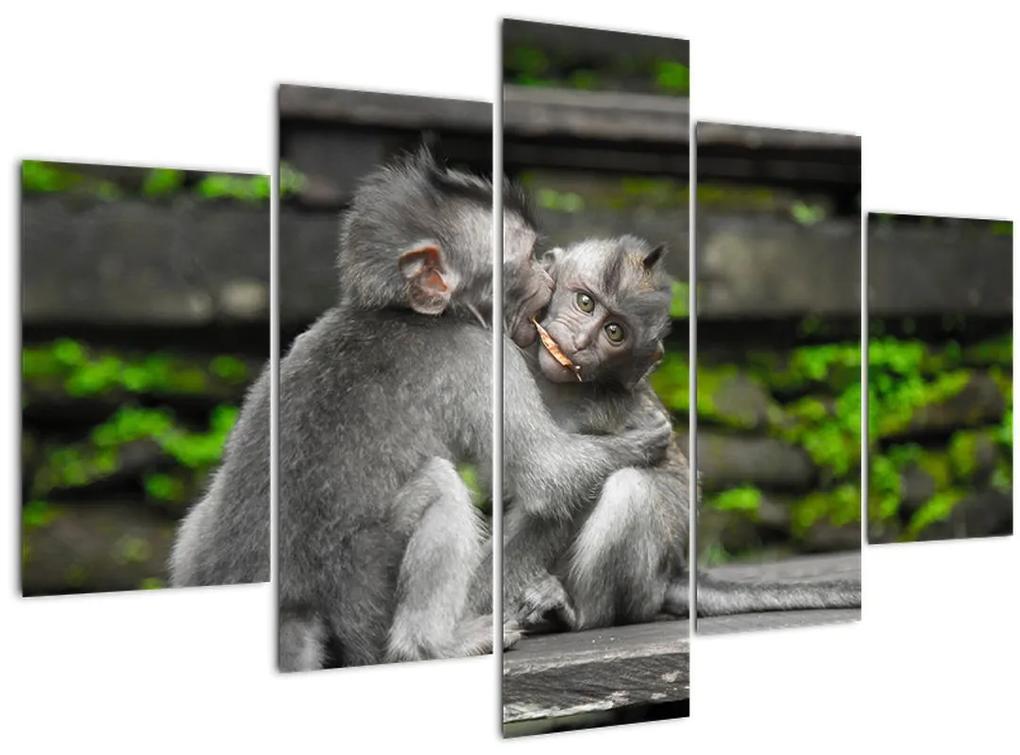 Obraz - opičky (150x105 cm)