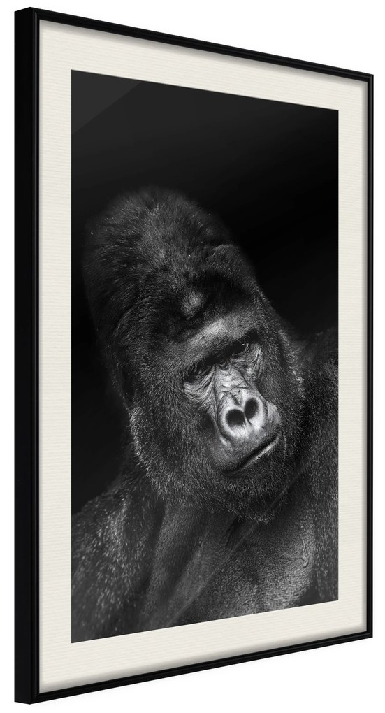 Artgeist Plagát - Gorilla [Poster] Veľkosť: 30x45, Verzia: Zlatý rám s passe-partout