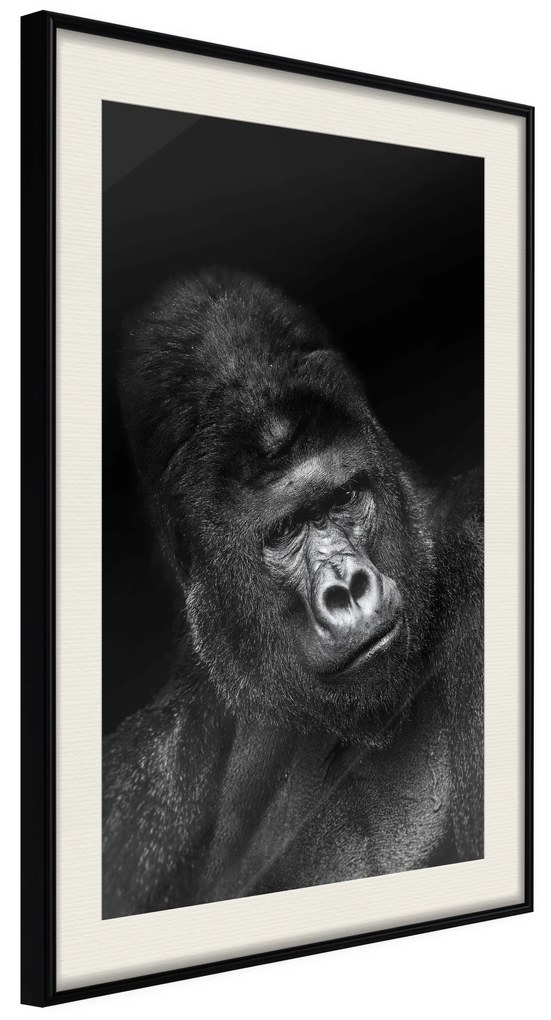 Artgeist Plagát - Gorilla [Poster] Veľkosť: 40x60, Verzia: Zlatý rám s passe-partout