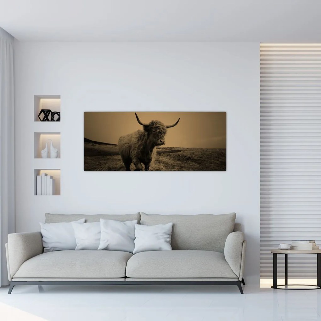 Obraz - Škótska krava v behu (120x50 cm)