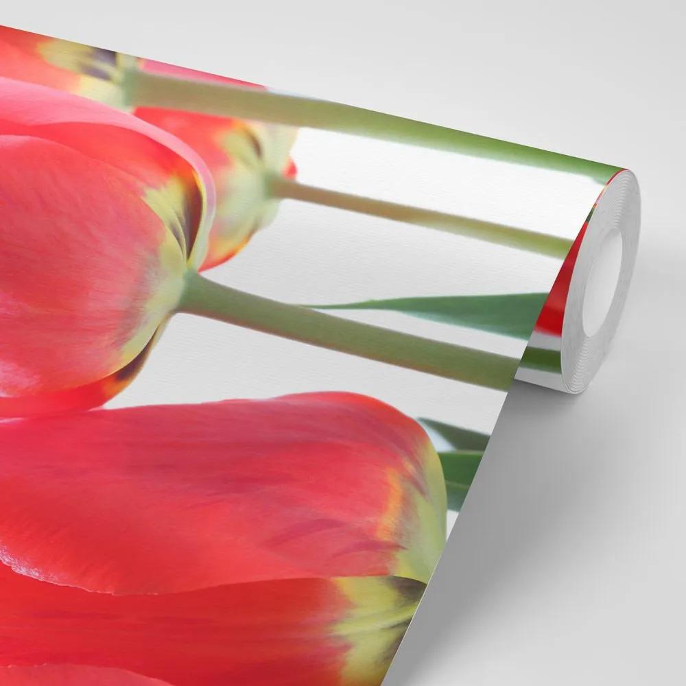 Fototapeta elegantné tulipány