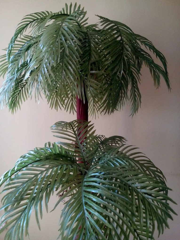 Dvojpalma- palma areca (s kôrou) 180 cm