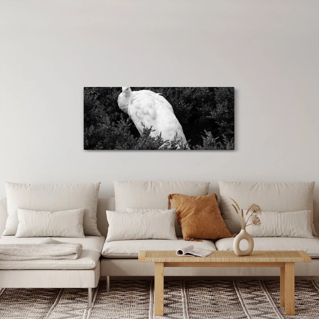 Obraz - Páv, čiernobiela (120x50 cm)